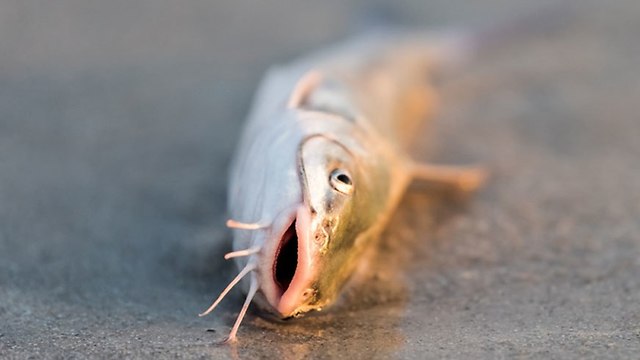 פלורידה גאות אדומה מוות חיות ים אצה אצות (צילום: shutterstock )