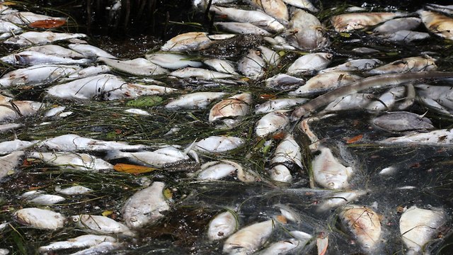 פלורידה גאות אדומה מוות חיות ים אצה אצות (צילום: shutterstock )