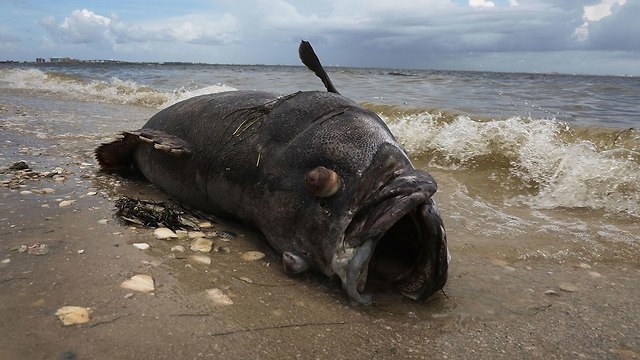 פלורידה גאות אדומה מוות חיות ים אצה אצות (צילום: AFP)