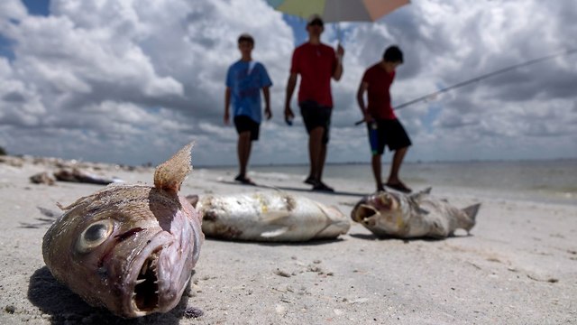 פלורידה גאות אדומה מוות חיות ים אצה אצות (צילום: EPA)