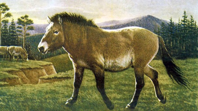 כך נראה הסוס שחי לפני כ-40 אלף שנה. איור (צילום: מתוך סייבריאן טיימס)