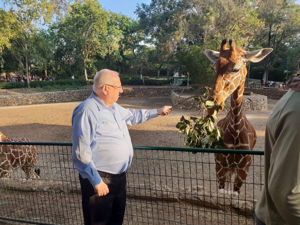ראובן ריבלין, נשיא המדינה, מאכיל ג'ירפה בספארי ברמת גן (צילום: שגית הורוביץ, ספארי ר