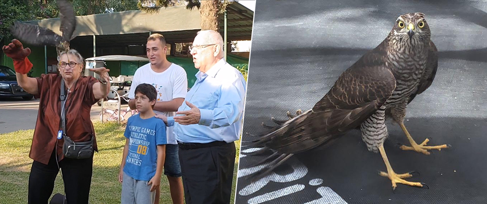 הנץ הפצוע ומשפחת הנשיא משיבה את העוף הדורס בחזרה לטבע (צילום: דניאל דורפמן | שגית הורוביץ, ספארי ר