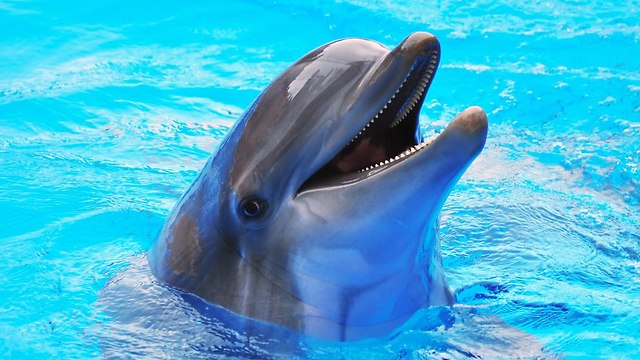 אילוס אילוסטרציה דולפין דולפינים (צילום: shutterstock)