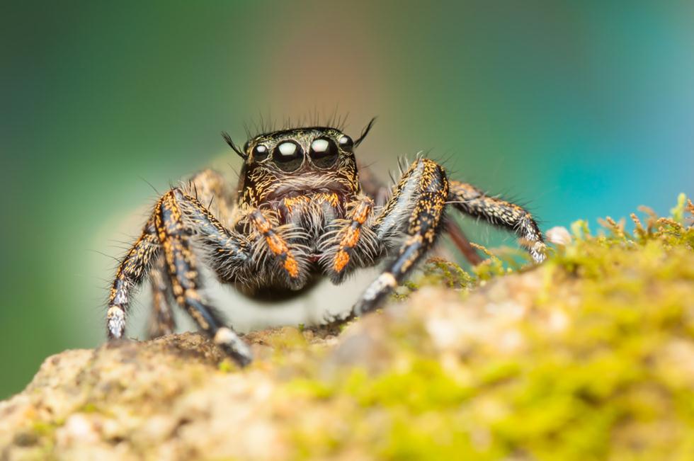 עכביש קפצן (צילום: shutterstock)