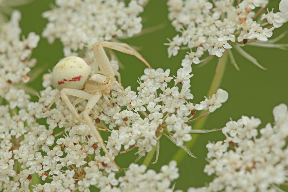 עכביש סרטביש על פרח (צילום: shutterstock)