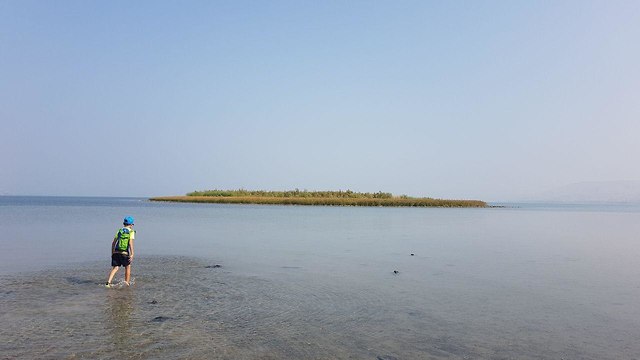 אי חדש נוצר בכנרת מול חוף בקיבוץ מעגן מיכאל (צילום: אסף קמר)