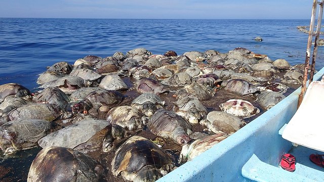 צבי ים מתו נלכדו רשת דיג לא חוקי  (צילום: AP)