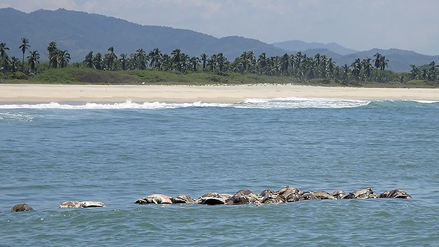 צבי ים מתו נלכדו רשת דיג לא חוקי  (צילום: AP)