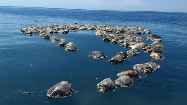 צבי ים מתו נלכדו רשת דיג לא חוקי  (צילום: EPA)
