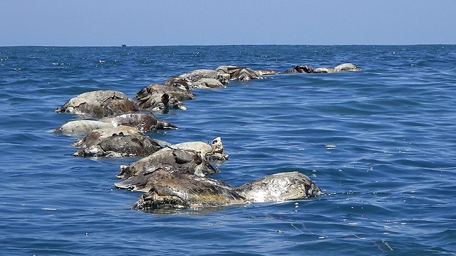 צבי ים מתו נלכדו רשת דיג לא חוקי  (צילום: רויטרס)