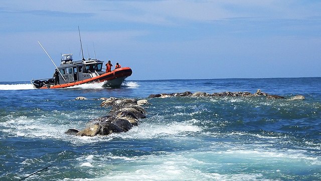 צבי ים מתו נלכדו רשת דיג לא חוקי  (צילום: רויטרס)