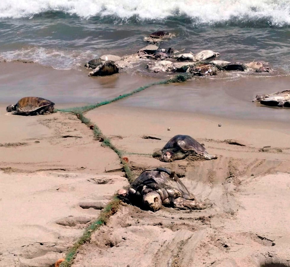 צבי ים מתו נלכדו רשת דיג לא חוקי  (צילום: AFP)