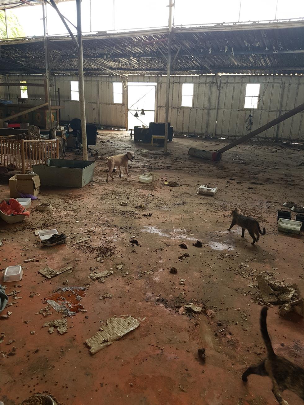 כלבים שהוחרמו מהמתחם (צילום: משרד החקלאות)