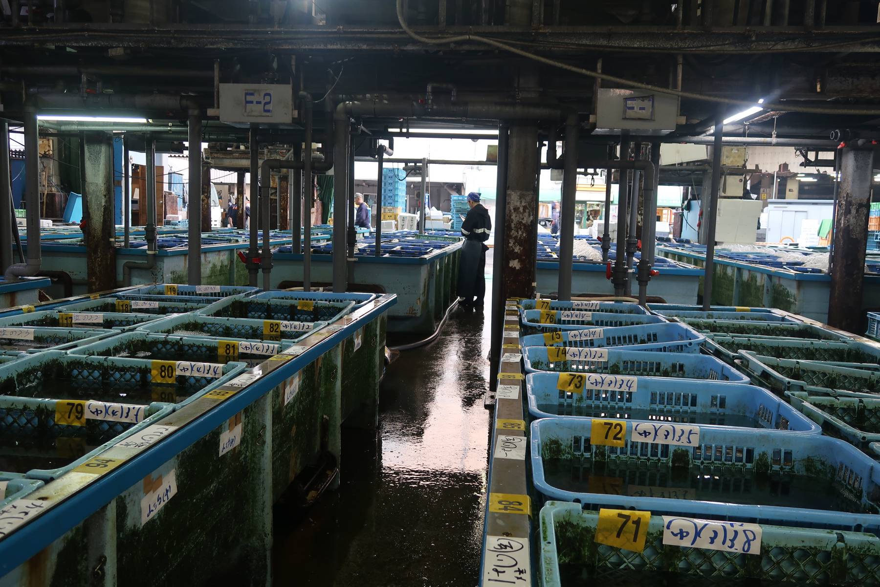 שוק הדגים בטוקיו (צילום: אינסטגרם Yaniv.tokyo)
