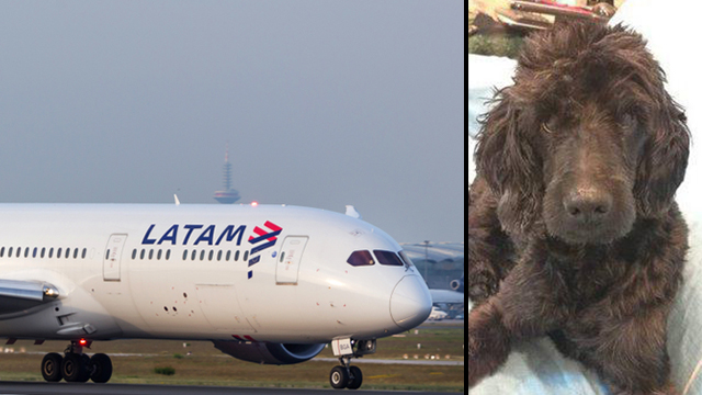  Самолет компании LATAM и друг семьи - пес Логан. Фото: shutterstock и твиттер EricaByfield4NY