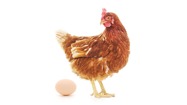 ביצה תרנגולת (צילום: shutterstock)