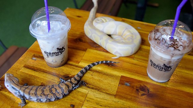 קמבודיה פנום פן בית קפה לטאות לטאה נחשים נחש עקרב (צילום: AFP)