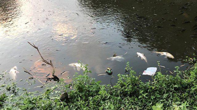 דגים מתים בפארק הירקון (צילום: דיגי לומה)