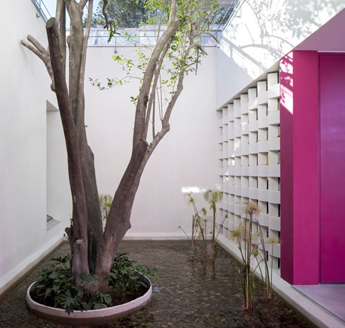 פטיו תוכנן סביב עץ נוסף, שמצל ומצנן בקיץ (צילום: Documentacion Arquitectonica - Adrian Llaguno)