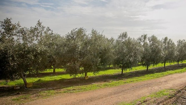 Оливковая роща. Фото: Хадас Ницан