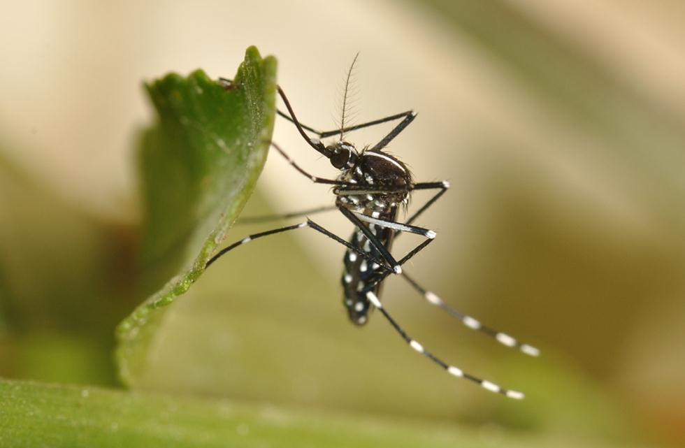 יתוש טיגריס אסיאתי (צילום: עוז ריטנר)