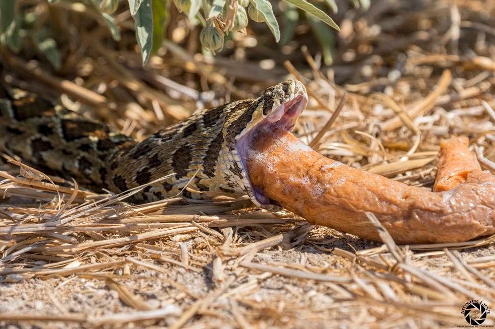 Фото: Моше Леви