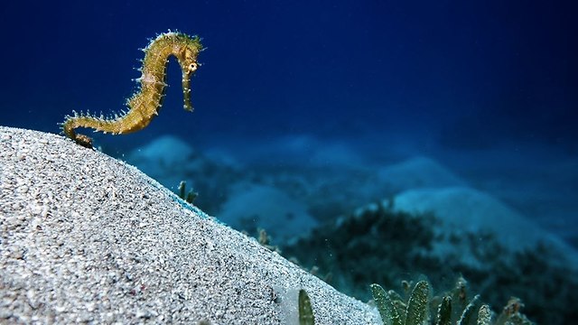 Морской конек. Фото: Омри Омси