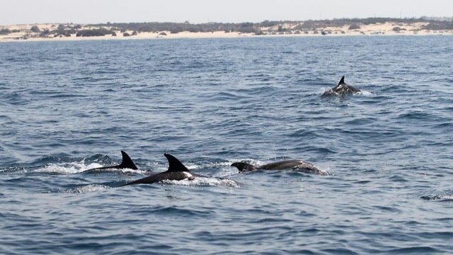 Дельфины у Ницаним. Фото: Ури Пиро