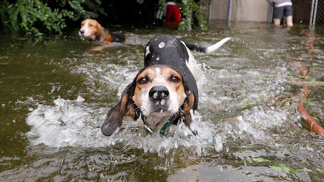 כלבים צפון קרוליינה הצפה הוריקן פלורנס חילוץ חולצו (צילום: רויטרס)