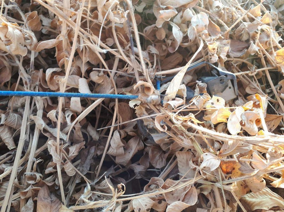 Hand grenade found in a peanut field ((Photo: Israel Police Spokesperson)