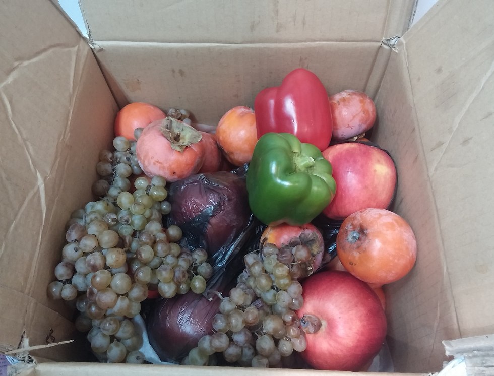 Так везут овощи, фрукты и ягоды в Израиль. Фото: минсельхоз