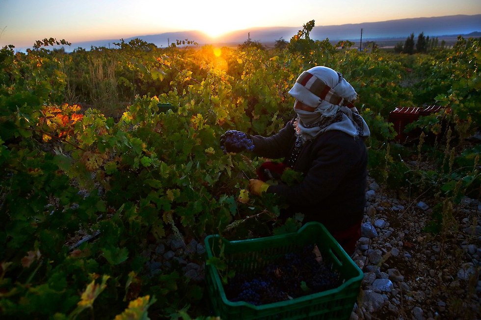 אישה סורית קוטפת ענבים לייצור ערק ב לבנון (צילום: AP)
