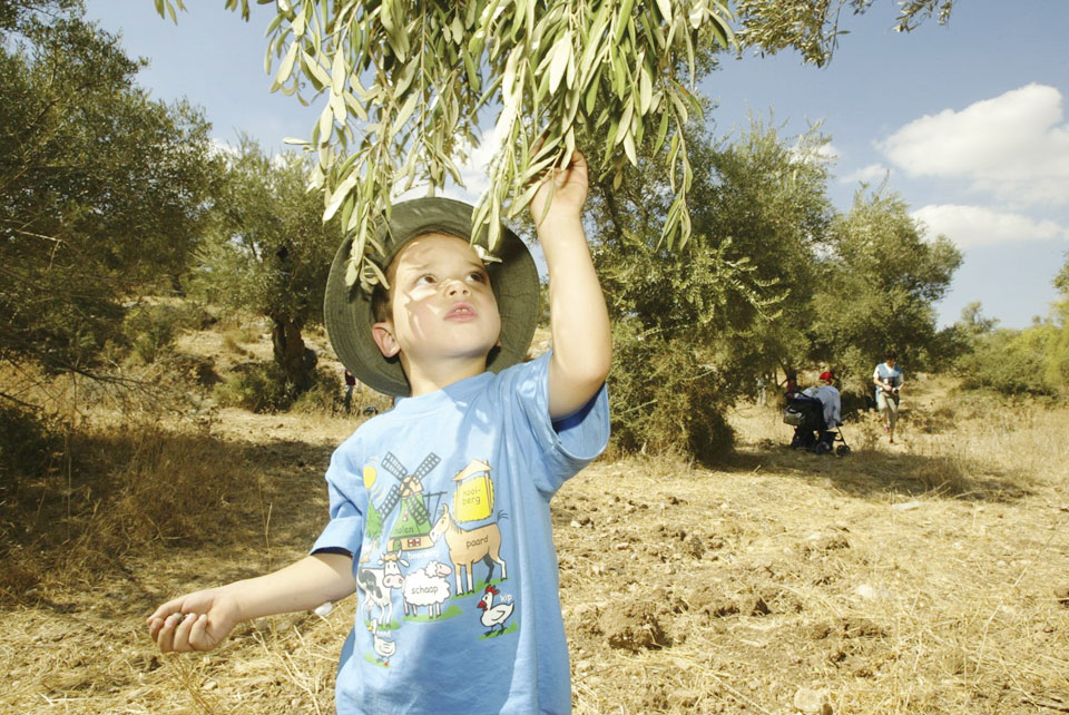 Сбор урожая маслин в Гилате. Фото: пресс-служба ККЛ