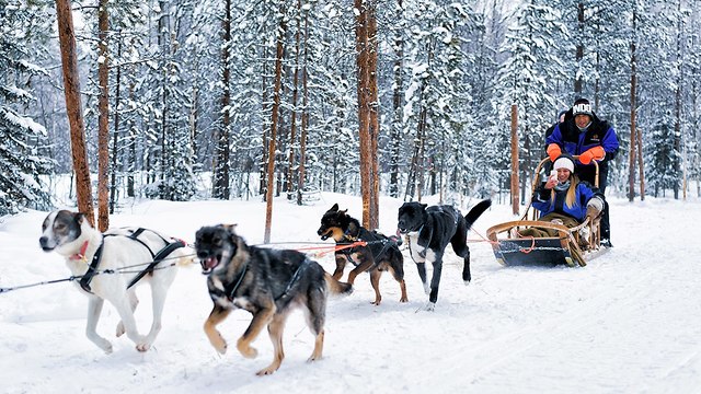 מזחלת מזחלות כלבים פינלנד לפלנד (צילום: shutterstock)