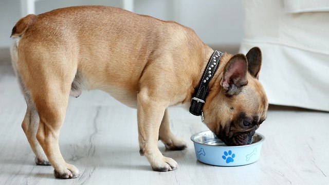 כלב שותה מים (צילום: shutterstock)