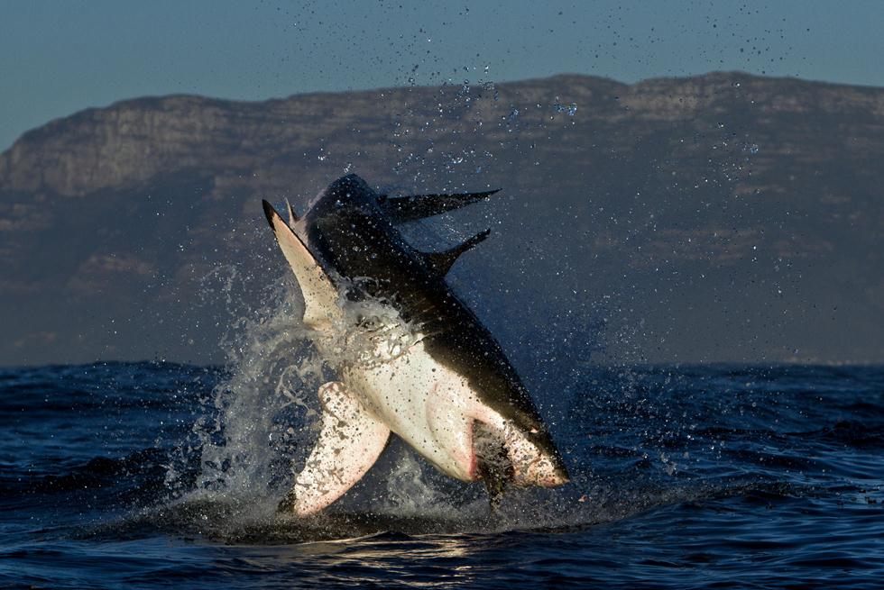כריש עמלץ לבן מזנק (צילום: Morne Hardenberg)