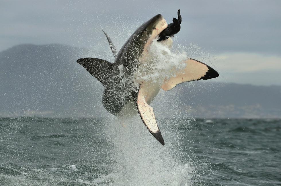 כריש עמלץ לבן (צילום: shutterstock)
