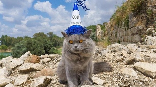 Израильский кот Серж. Фото из инстаграма (Photo: Instagram)
