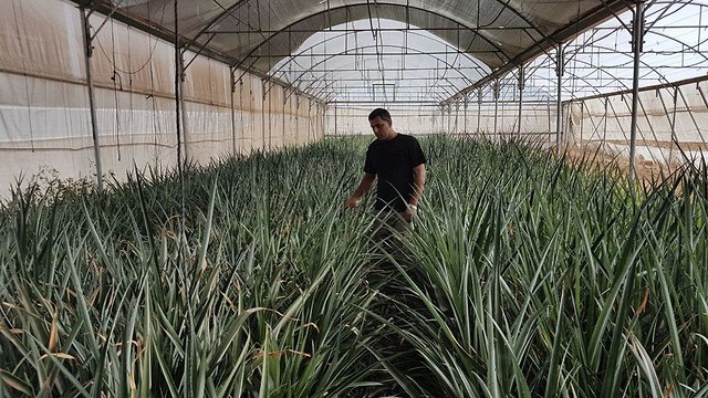 חוות גידול האננס הראשונה בטול כרם שבגדה המערבית (צילום: אליאור לוי)
