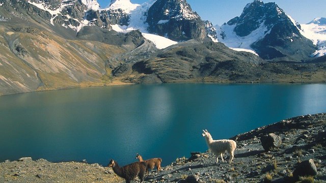 אלפקות על רקע נוף ההרי ומושלג בבוליביה (צילום: באדיבות החברה הגיאוגרפית)