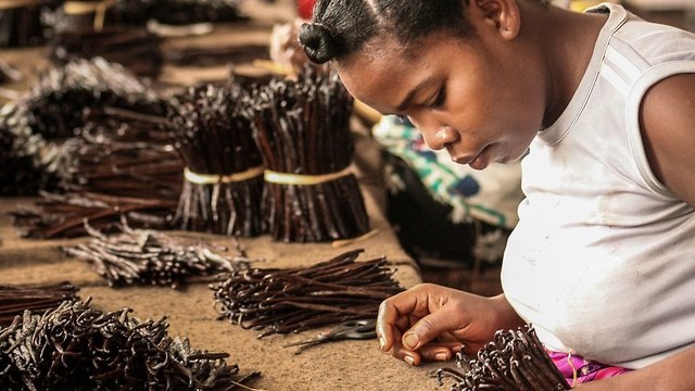 תרמילי וניל שיובשו במדגסקר (צילום: shutterstock)