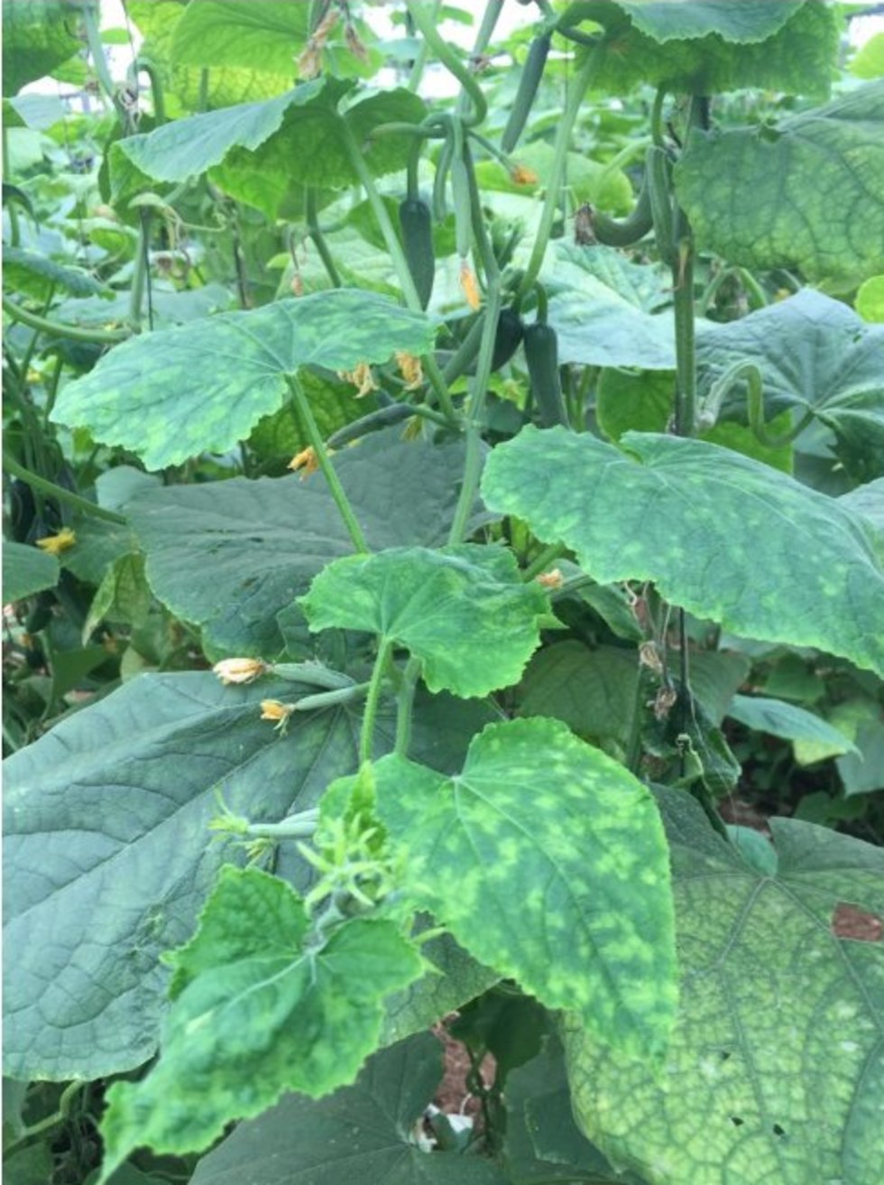 מלפפונים אוקטובר 2018 צמח המלפפון נגוע בוירוס הנימור של המלפפון ()