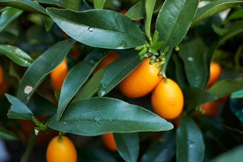 עץ תפוז סיני – קומקווט (צילום: Shutterstock)