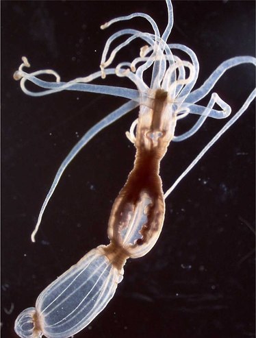 שושנת הים Nematostella. מורכבות מפתיעה (צילום: באדיבות מכון ויצמן למדע) שושנת הים Nematostella. מורכבות מפתיעה (צילום: באדיבות מכון ויצמן למדע)
