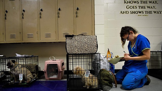 חיות מחמד של אנשים שבאו למקלט מפני הוריקן מייקל בפלורידה (צילום: AFP)