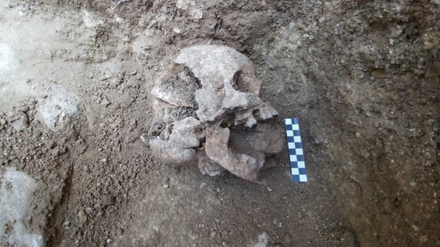 ולגולת שנתגלתה בקבורת ערפד בבית קברות בלוניאנו איטליה (צילומים: דיוויד פיקל, אוניברסיטת סטנפורד)