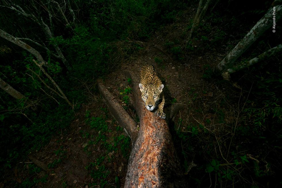 הצילומים הזוכים בתחרות צלם הטבע לשנת 2018 (צילום: © Alejandro Prieto - Wildlife Photographer of the Year)
