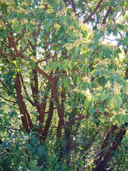 Дерево С Узкими Длинными Листьями Фото