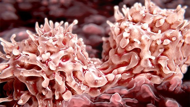 חלוקת תאי גזע בלשד העצם. אספקה טרייה של מיליארדי תאים מדי יום (צילום: מסע הקסם המדעי, מכון ויצמן)